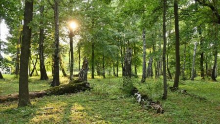 <span style='background:#EDF514'>PARANORMAL</span>! Padurea din Romania, despre care se spune ca ascunde un portal magic spre alta lume