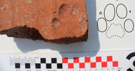 Amprenta unui caine care a trait acum aproape 2.000 de ani, descoperita de arheologi pe o <span style='background:#EDF514'>CARAMIDA</span> din Alba Iulia