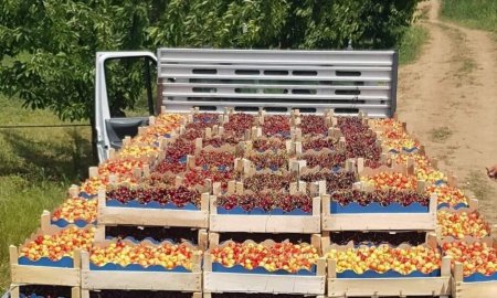 Fructe Made in Romania de la <span style='background:#EDF514'>DOMENIILE OSTROV</span>: Fructe pur romanesti in magazinele partenere si pietele din tara