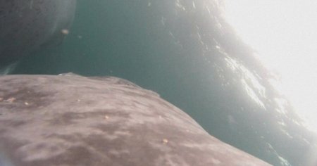 Moment rar. O <span style='background:#EDF514'>BALENA</span> cu cocoasa isi alapteaza puiul in mijlocul Oceanului Pacific | VIDEO