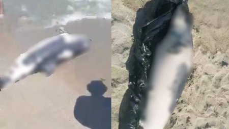 Un delfin a esuat pe plaja din Neptun, unde a murit. Cadavrul mamiferului a zacut cateva ore printre turisti