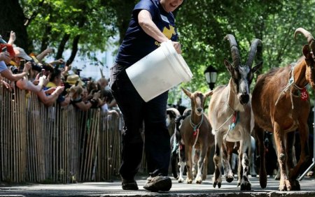 New York apeleaza la capre pentru a curata buruienile din parcuri. Misiunea caprelor Charlie, Cowgirl, Mallomar si Chico