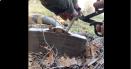 Momentul in care un soldat ucrainean dezamorseaza o mina ruseasca antipersonal cu o foarfeca VIDEO