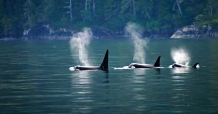Revolta orcilor: de ce au devenit atat de agresive balenele ucigase? Sunt extrem de puternice si de bine organizate