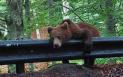 Un urs care dormea pe un parapet in Harghita, trezit de jandarmi si trimis inapoi in padure
