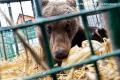 Brasov: Un pui de urs a fost salvat de jandarmi dupa ce a cazut intr-un canal