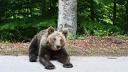 Un pui de urs a fost salvat de jandarmi, dupa ce a cazut intr-un canal
