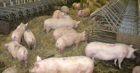 Pesta porcina reapare in Giurgiu. Opt localitati sunt sub restrictii sanitar-veterinare