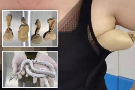 Forma ciudata a corpului: Vamesii chinezi au gasit 5 serpi vii indesati in sutienul unei femei