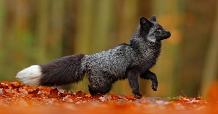 <span style='background:#EDF514'>VULPEA</span> neagra, considerata una dintre cele mai rare animale de pe Pamant. E de-o frumusete rara!
