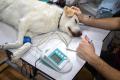 CE: Autorizatia impusa de Romania medicilor veterinari straini incalca normele europene