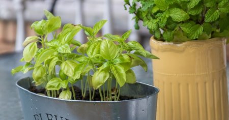 Stresul termic si oscilatiile de temperatura afecteaza grav lumea plantelor, avertizeaza Banca de Resurse Genetice si Vegetale