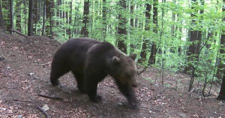 Un barbat a fost sfasiat de urs, la Mugeni. Seful Consiliului Judetean Harghita critica Guvernul VIDEO