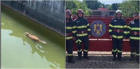 Castorul “Billy”, salvat dintr-un bazin al unei statii de tratare. Misiune speciala pentru pompierii din Hunedoara