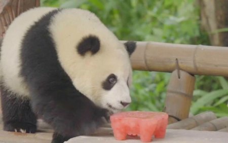 Un panda urias si-a serbat cea de-a zecea aniversare, la un <span style='background:#EDF514'>CENTRU DE CERCETARE</span> din China. A primit un tort urias si suc
