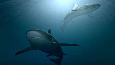 Mii de rechini, cu un comportament ciudat, sunt supecti ca ar fi drogati cu cocaina <span style='background:#EDF514'>ARUNCATA</span> de traficanti in ocean, in Florida