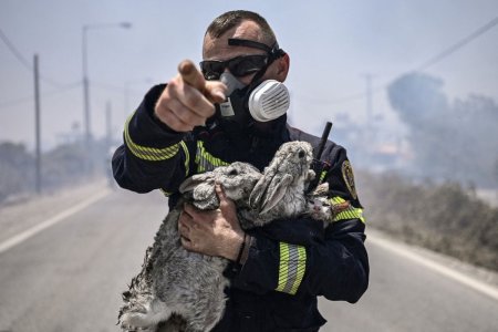 Imaginile cu pompierii romani care salveaza o pisica si doi <span style='background:#EDF514'>IEPURI</span> din incendiile din Rodos s-au viralizat pe internet