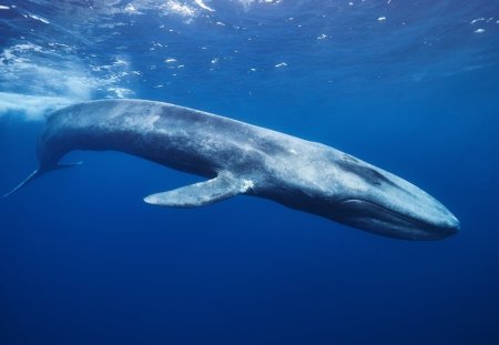 Curiozitati despre balene. Ce nu stiai despre balene