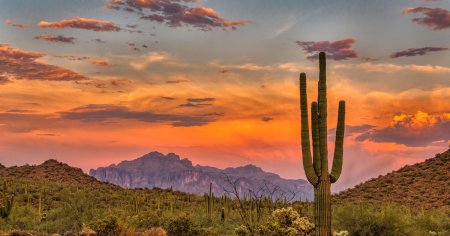 Cactusii <span style='background:#EDF514'>SAGU</span>aro, afectati de temperaturile extrem de ridicate din Arizona VIDEO