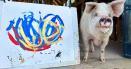 Povestea porcului-pictor care si-a vandut operele de arta cu 1 milion $. Pigcasso este un star international