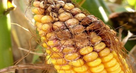 Porumb contaminat cu aflatoxina de la o firma din Arad, depistat in Olanda