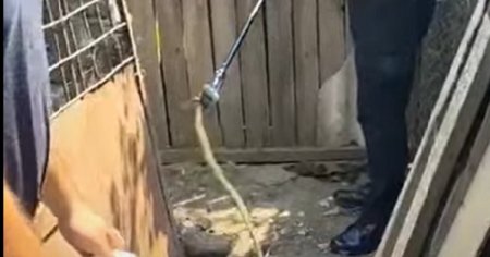 Surpriza neplacuta, in curtea unui localnic din Mehedinti: un sarpe de peste un metru VIDEO