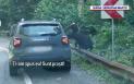 Urs provocat de un sofer, langa Vidraru. Animalul iesise la <span style='background:#EDF514'>CERSIT</span> pe marginea drumului