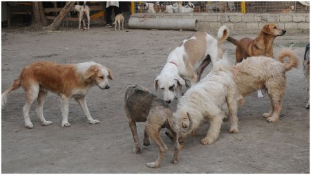 Romanii care au cainii de rasa comuna nu vor mai fi obligati sa ii sterilizeze. Proiect depus la Senat de 17 parlamentari PSD si UDMR