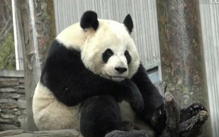 Un urs <span style='background:#EDF514'>PANDA</span> a fost filmat in timp ce sughita fara oprire. VIDEO