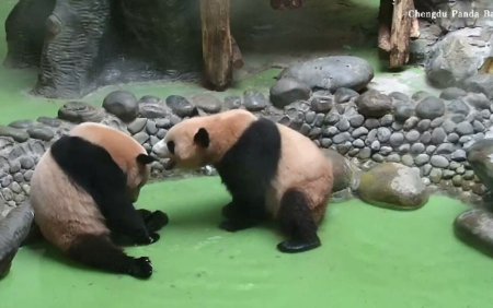 Distractie mare la un <span style='background:#EDF514'>CENTRU DE CERCETARE</span> a ursilor panda din China. Cum au fost surprinsi doi dintre rezidenti
