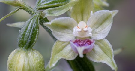 Orhideea de Bucegi, specie noua de floare rara descoperita de o cercetatoare: Flori discrete, atarnate ca un <span style='background:#EDF514'>PANDA</span>ntiv