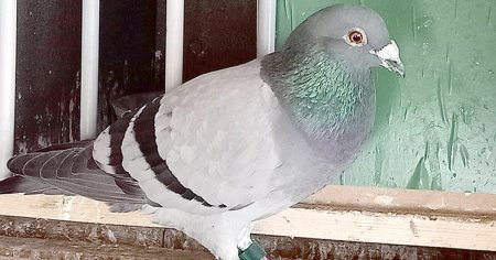 Un porumbel din Romania a ajuns cunoscut in intreaga lume dupa ce a plecat din Paris si a parcurs 1.850 de kilometri in 11 zile
