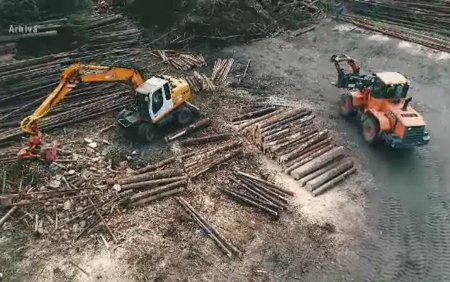 Pedepse mai aspre pentru furtul de lemne. Ministerul Mediului a propus modificarea Codului Silvic