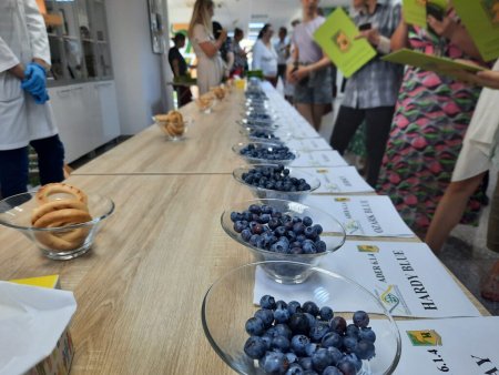 31 de soiuri de afine au fost jurizate de consumatori