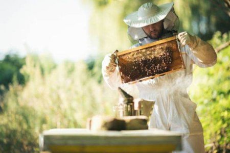ACA: Situatie critica in sectorul apicol