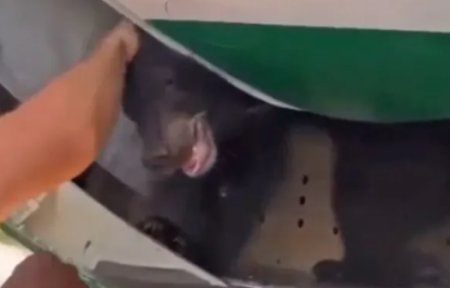 Un pui de urs a evadat din containerul aflat in cala unui avion care zbura de la Dubai la <span style='background:#EDF514'>BAGDAD</span>