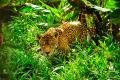Animale care traiesc in jungla amazoniana