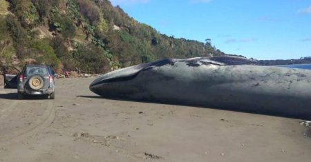 Cel mai mare mamifer de pe Terra a esuat pe o plaja din Chile. Imaginile cu <span style='background:#EDF514'>BALENA</span> albastra au devenit virale FOTO