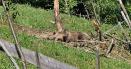 Imagini de groaza cu un vanator atacat de urs, in Neamt. Animalul tranchilizat s-a trezit brusc din somn VIDEO