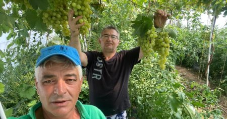 Experimentul unor fermieri din Olt: <span style='background:#EDF514'>VITA DE VIE</span> si tomate crescute impreuna in solar FOTO