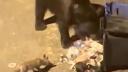 Un urs si o vulpe au luat cina impreuna la o pubela de gunoi din <span style='background:#EDF514'>PALTINIS</span>