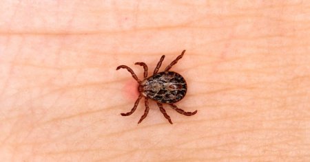 Ce alte boli pot transmite capusele in afara de Lyme
