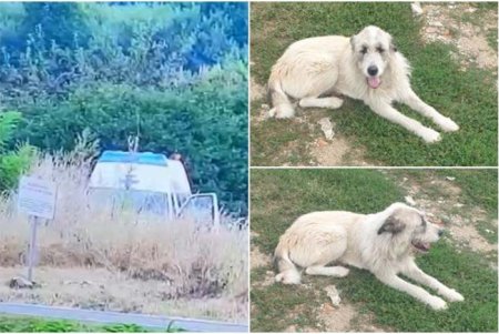 Veterinar surprins cand abandoneaza un caine, pe un camp de langa Timisoara. A fost amendat de politisti si pus sa-l recupereze