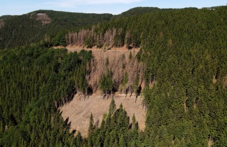 Comisia Europeana ofera 200 de milioane de euro  Romaniei pentru a plati <span style='background:#EDF514'>PADURARI</span>i sa nu mai taie copaci