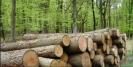 Proprietarii de paduri primesc bani europeni sa tina copacii in picioare. 200 milioane euro ajung in Romania, sub forma de subventii