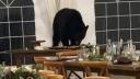 Un urs a intrat in cortul de nunta si a devorat tot candy barul, in Colorado: 