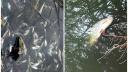 Mii de pesti au murit intr-un lac din Cluj-Napoca. Cauza acestui dezastru ecologic