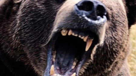 Alerta: Urs, vazut tot mai des pe unul dintre cele mai importante trasee turistice din Harghita