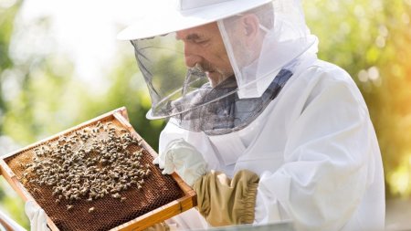 Albinele din Caras-Severin sunt tinute in viata cu apa si zahar. <span style='background:#EDF514'>APICULTORI</span>i cer ajutor Guvernului