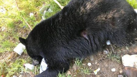 Oamenii atacati de ursi sunt considerati agresori. Verzii au invins: avem anchete de urs-ucidere